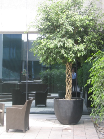 Palm tree